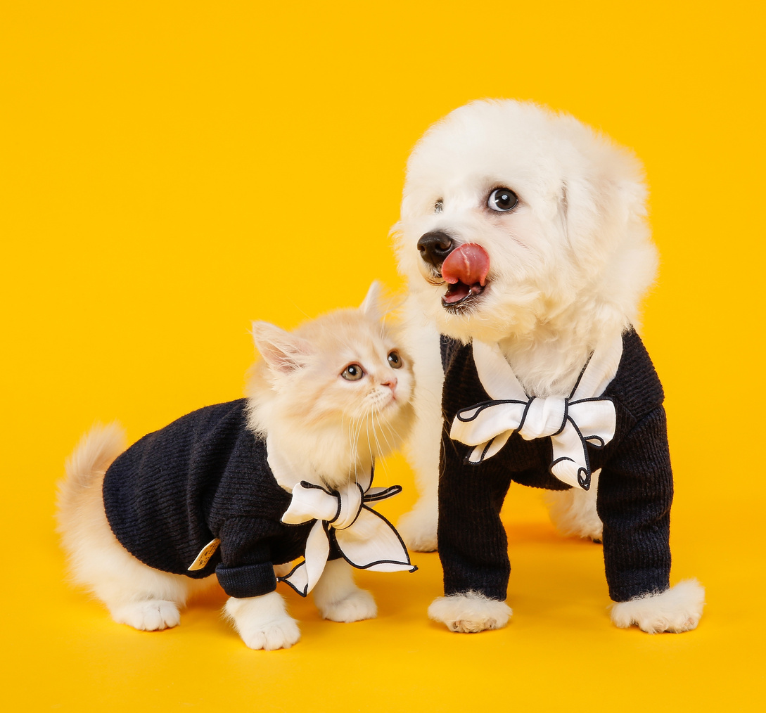 Cat and Dog in Costumes