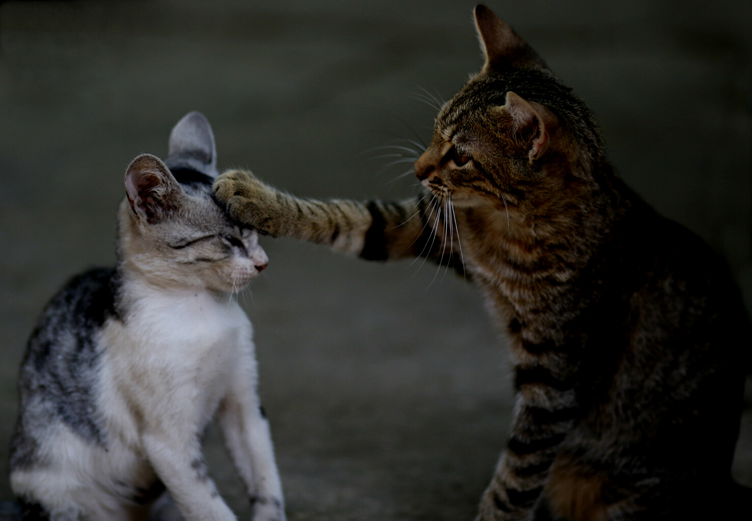 Two Cats Playing